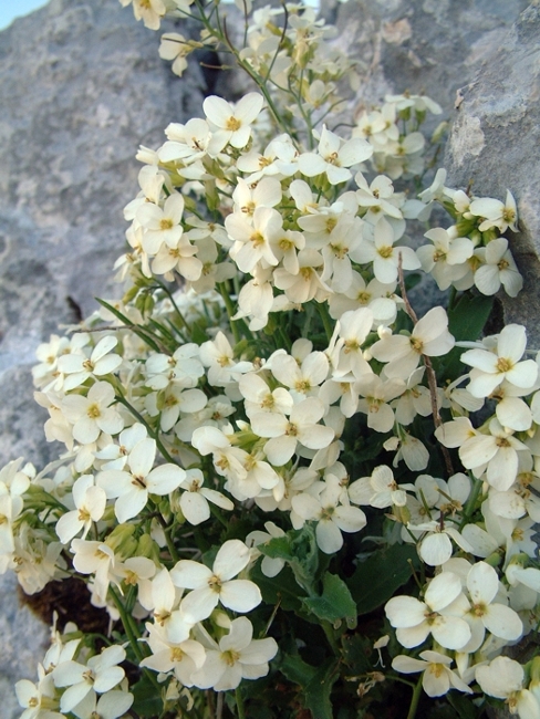 Arabis alpina subsp. caucasica / Arabetta del Caucaso